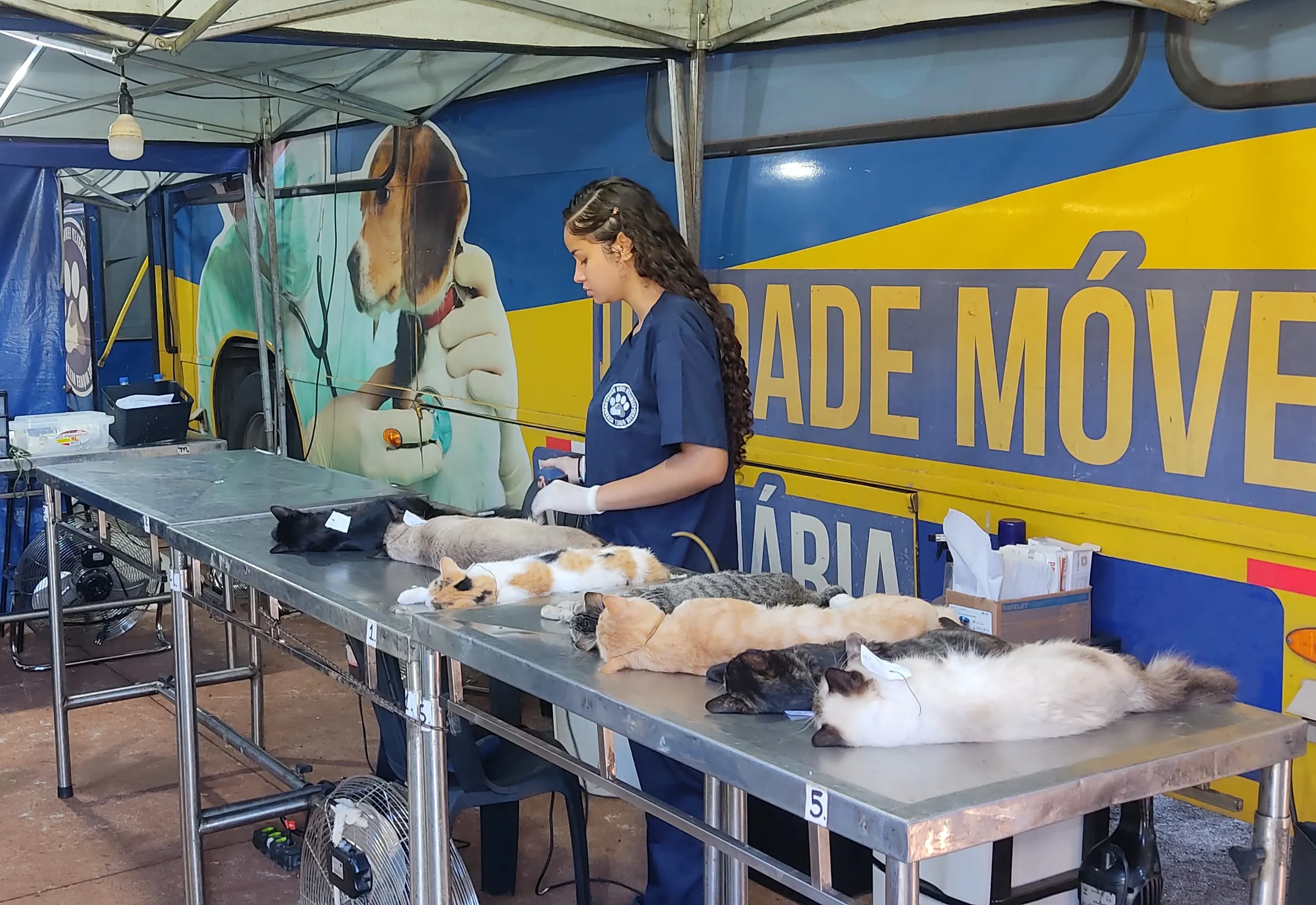 BANDEIRANTES REGISTRA QUASE 300 ANIMAIS ATENDIDOS EM MUTIRÃO DO CASTRAPET NO FINAL DE SEMANA