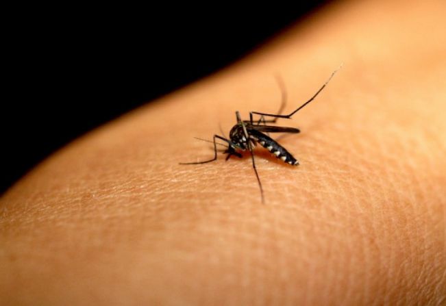Arrastão da Dengue’ acontece hoje em localidades com maior incidência do mosquito