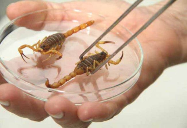 Palestra orienta população para manejo e controle de escorpiões